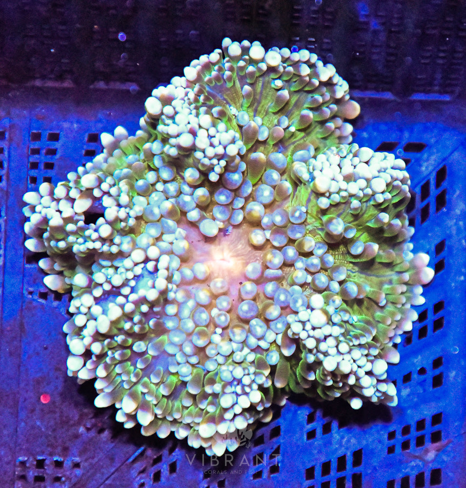 Anemone Ultra