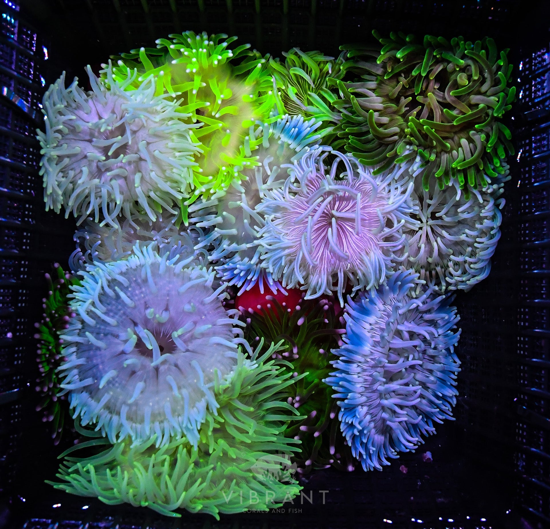 Long Tentacle Anemone (Macrodactyla doreensis)