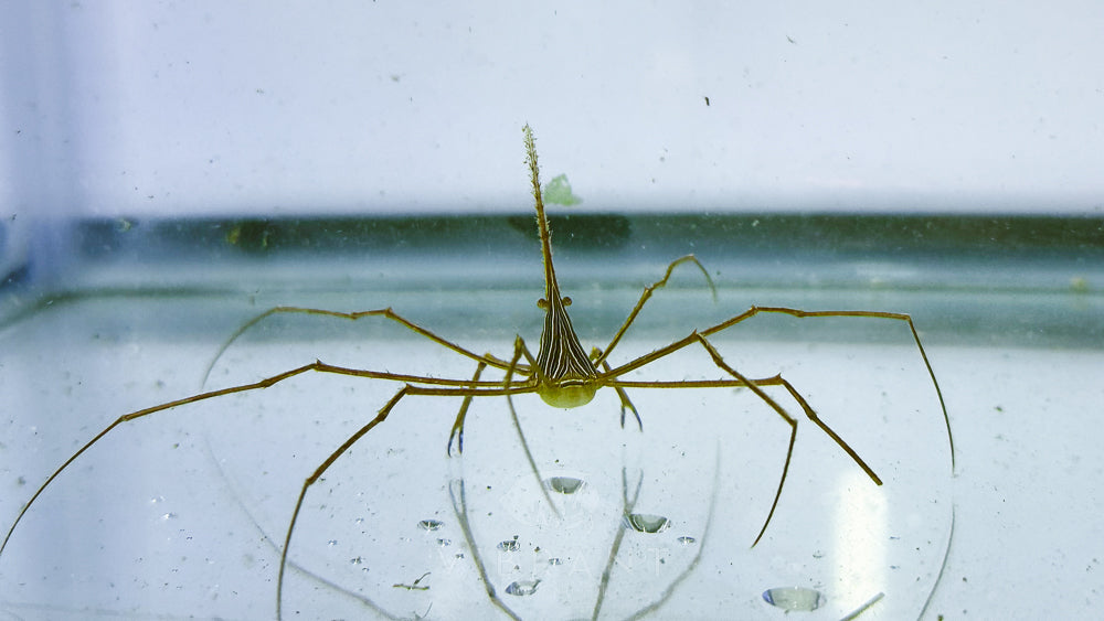 Arrow Crab (Stenorhynchus seticornis)