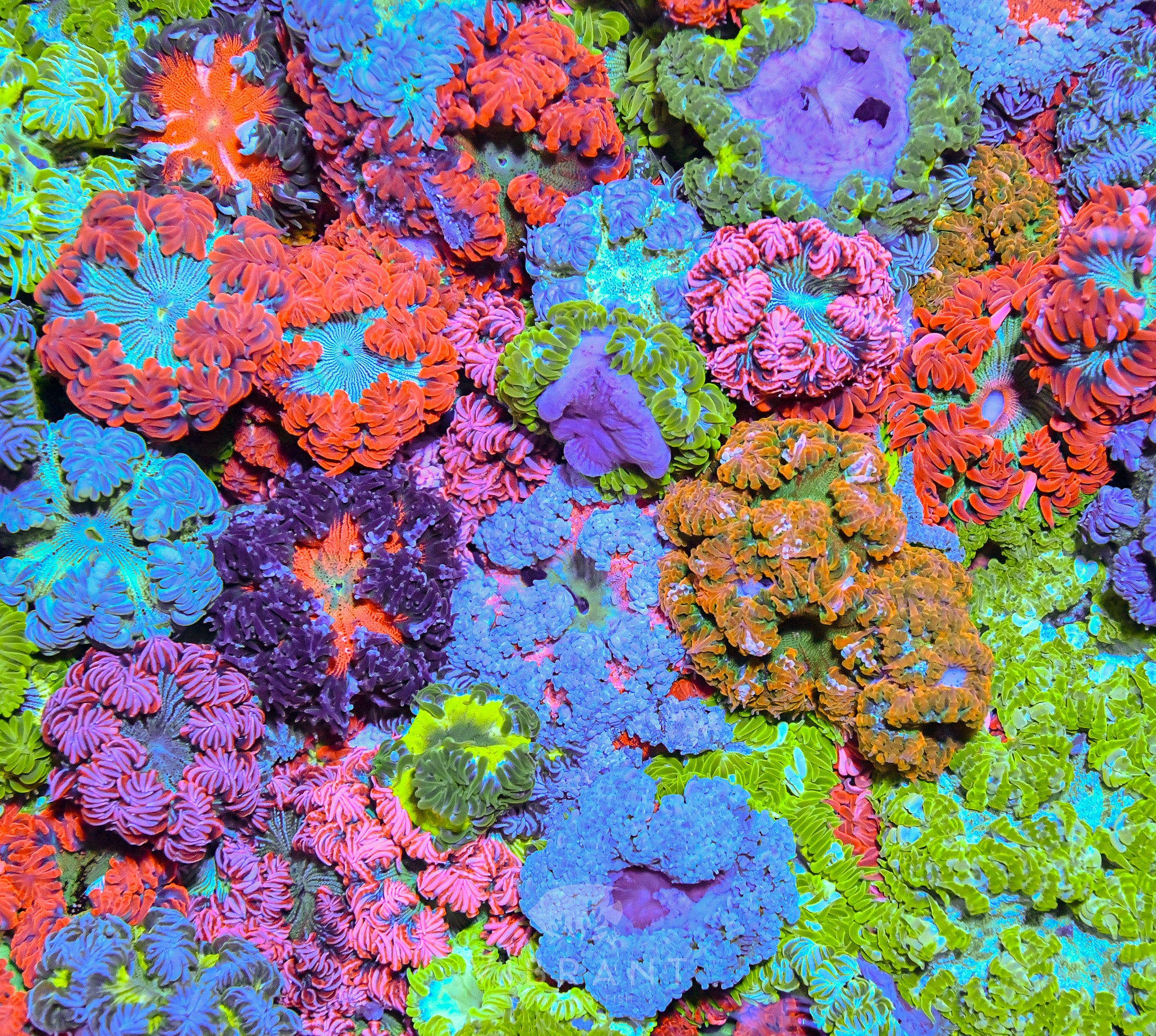 Rock Flower Anemone (Phymanthus crucifer)