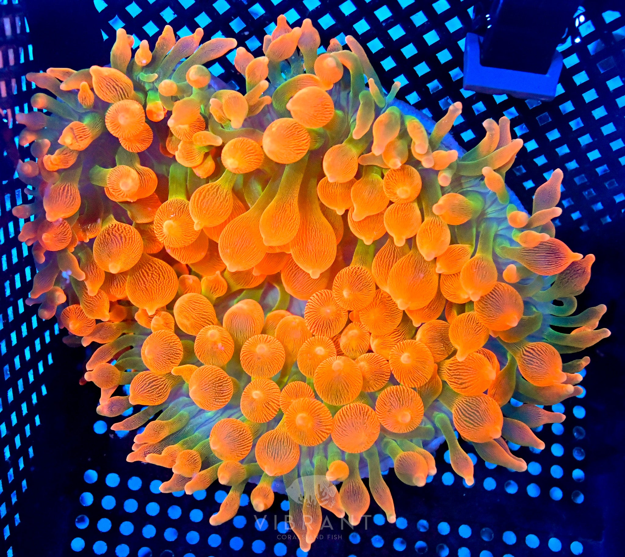 Bubble Tip Anemone Ultra LG