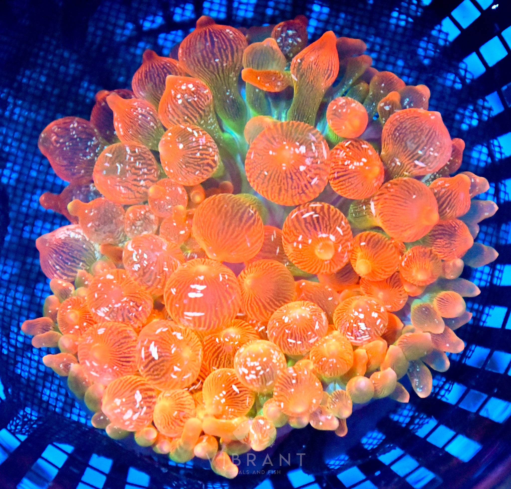 Bubble Tip Anemone Ultra