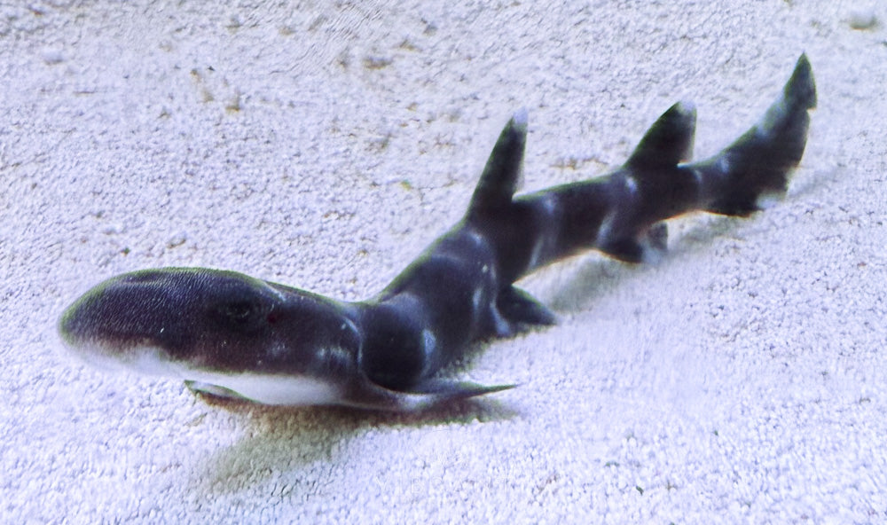 Bamboo Cat Shark (Chiloscyllium plagiosum)
