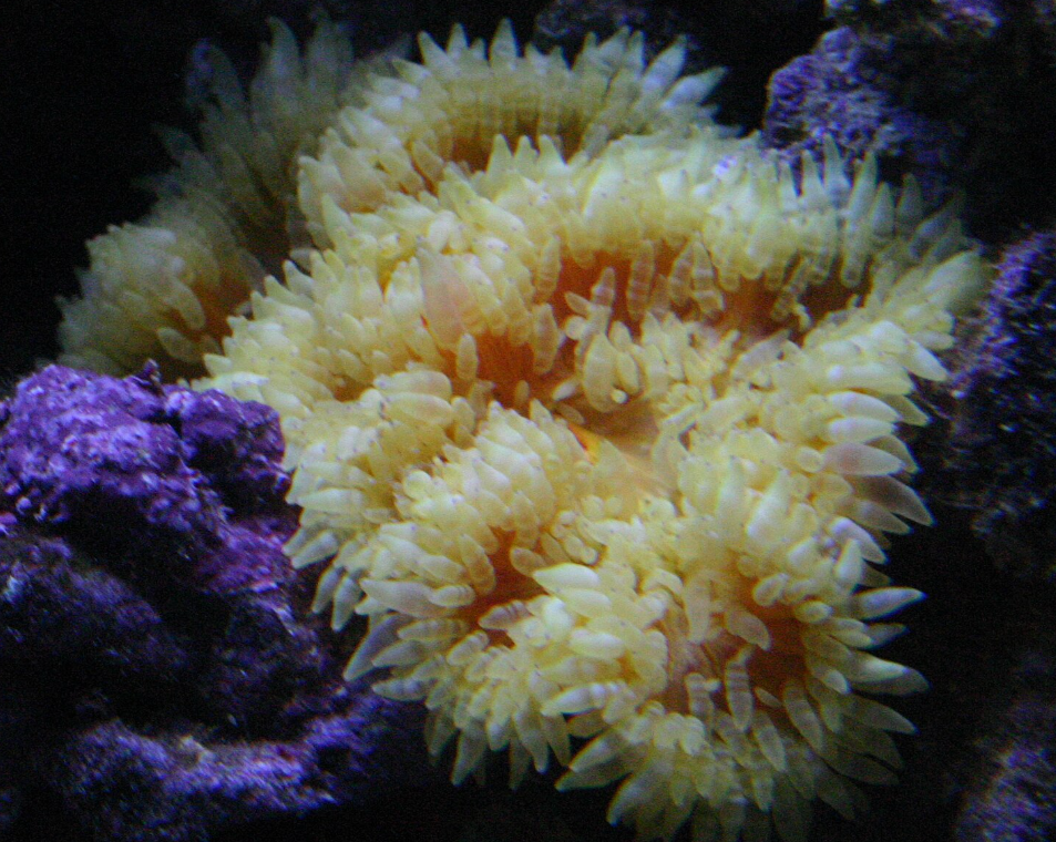 White beaded anemone (Heteractis aurora)