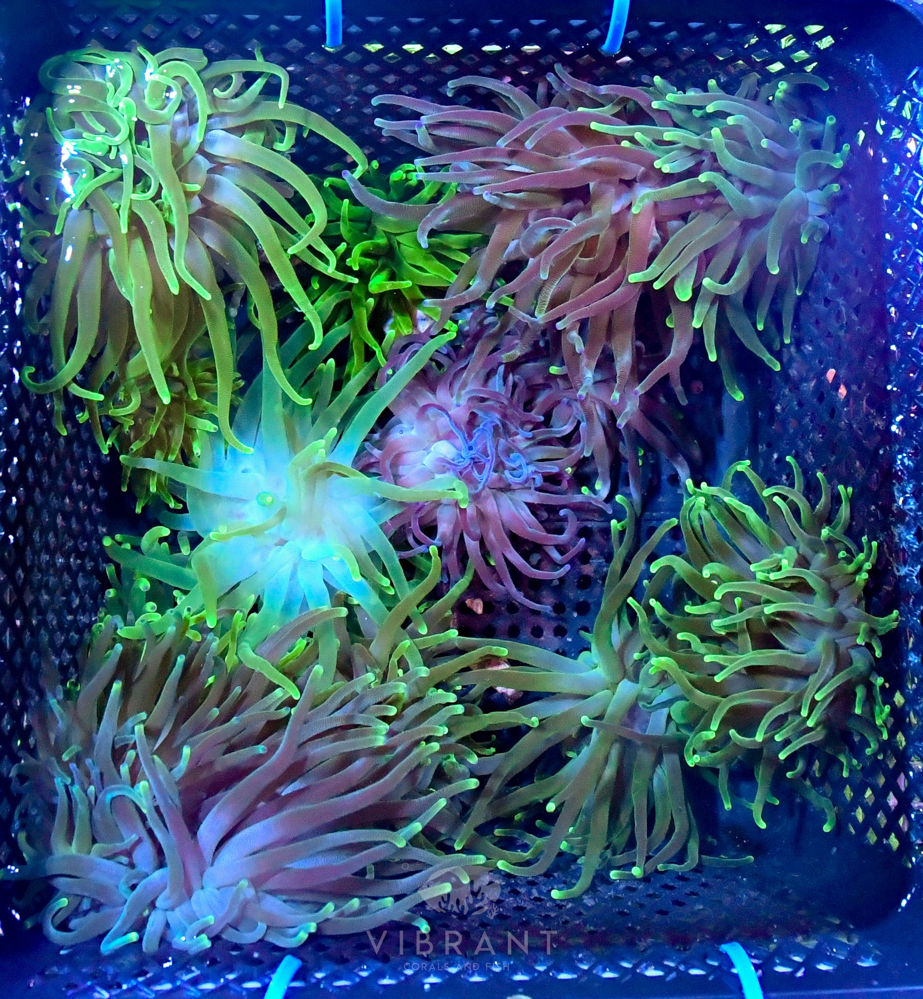 Long Tentacle Black Light Anemone 3-Pack