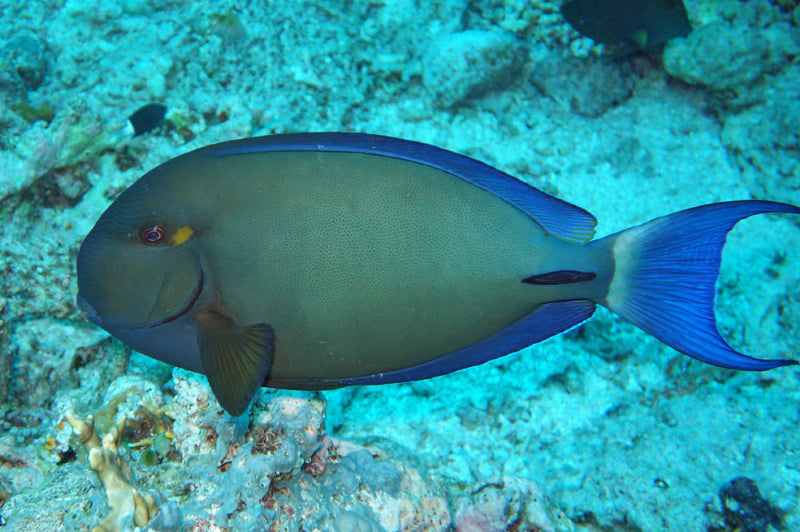 Ring Tail Surgeon (Acanthurus blochii)