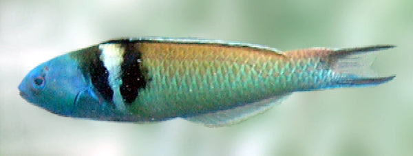 Blue Head Wrasse (Thalasoma bifasciathum)