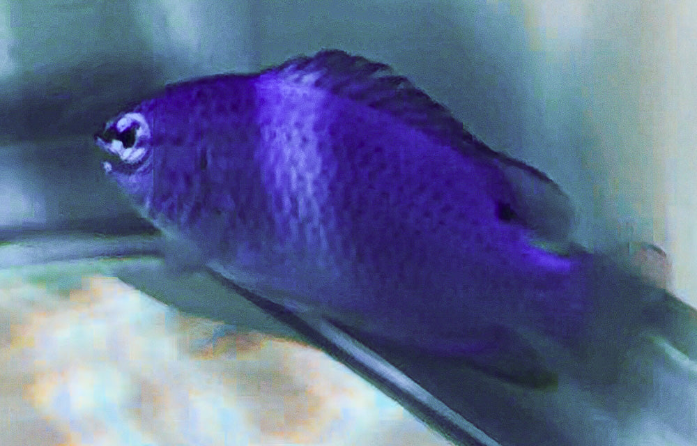 Blue Devil Damsel Fish SAMPLE