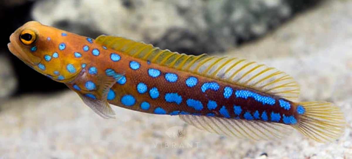 Blue Spot Jawfish (Opistognathus rosenblatti)