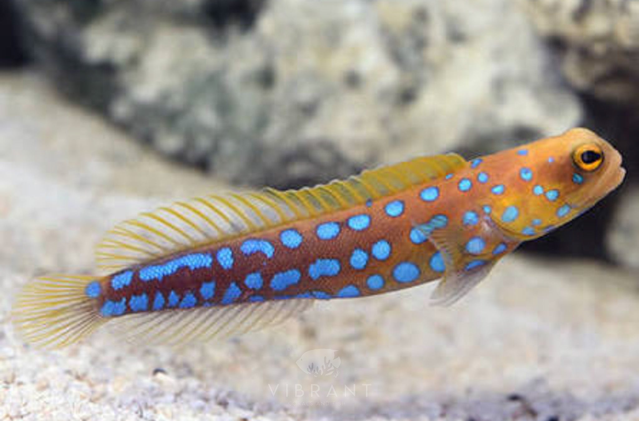 Blue Spot Jawfish (Opistognathus rosenblatti)