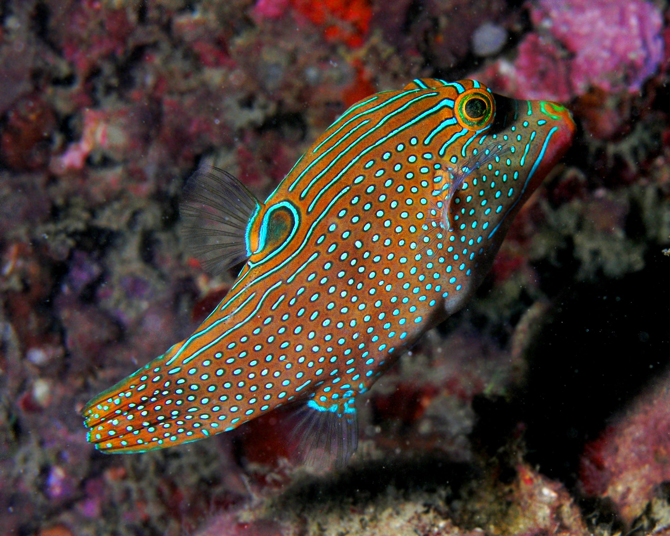 Blue Spotted Puffer (Canthigaster solandri)