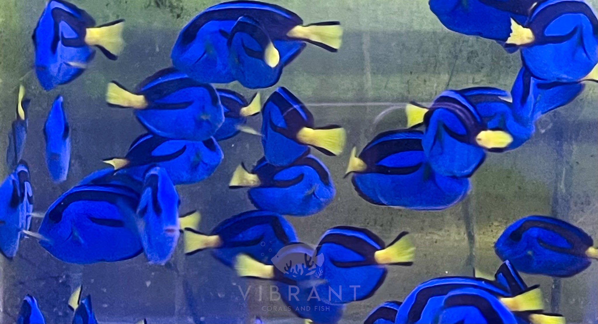 Blue Regal Tang Fish 6 PACK Small Sample 1"-2"