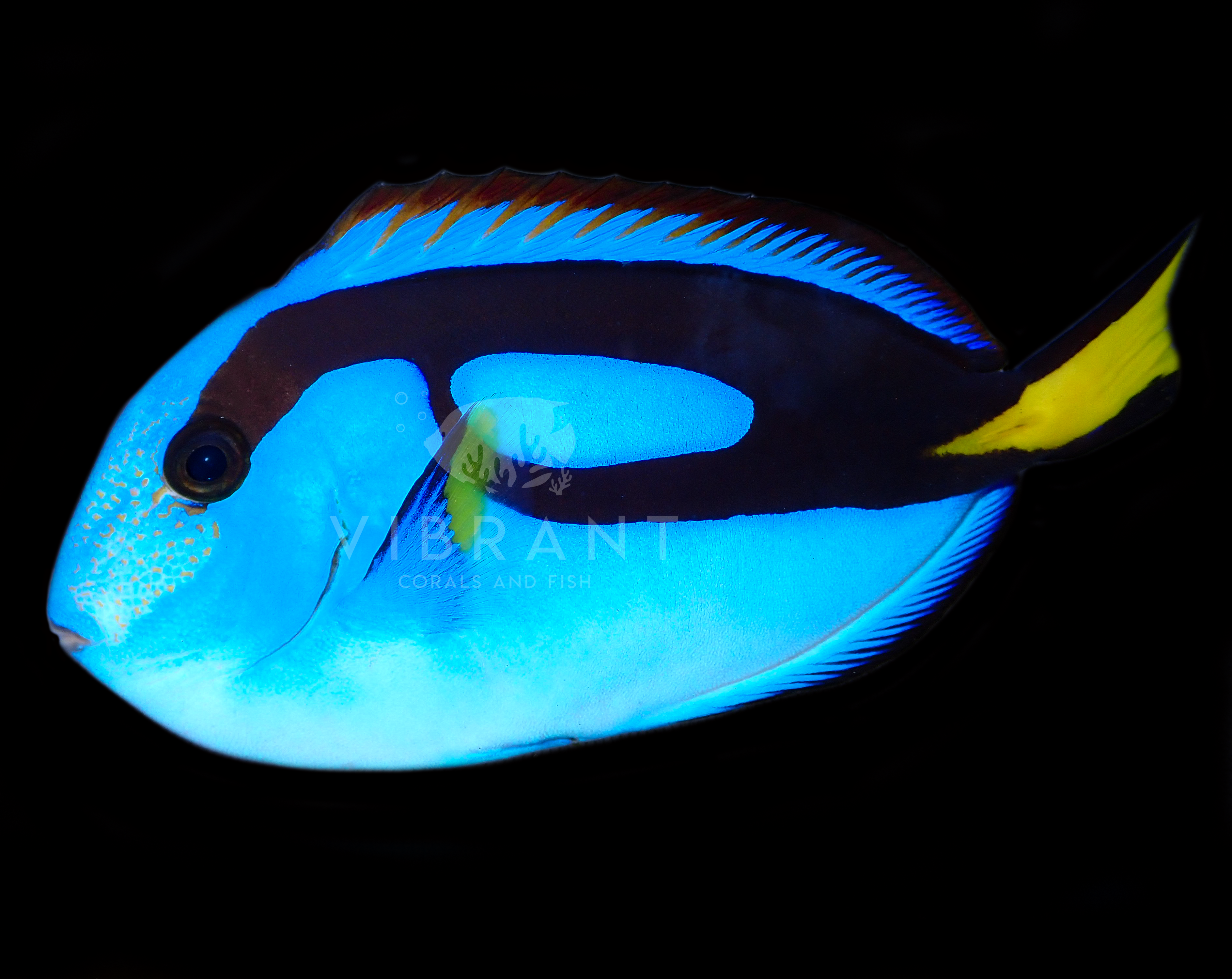Blue Tang (Paracanthurus hepatus)