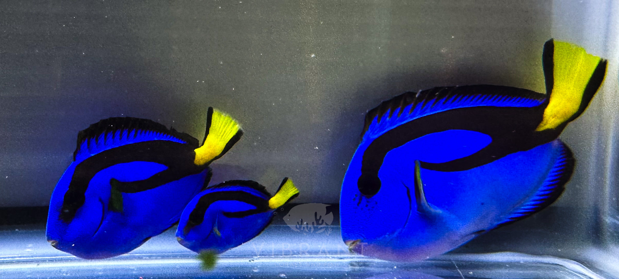 Blue Regal Tang Fish Small Sample 1"-2"