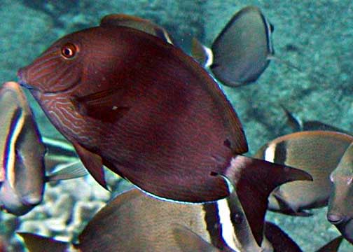 Blueline Tang (Acanthurus Nigroris)