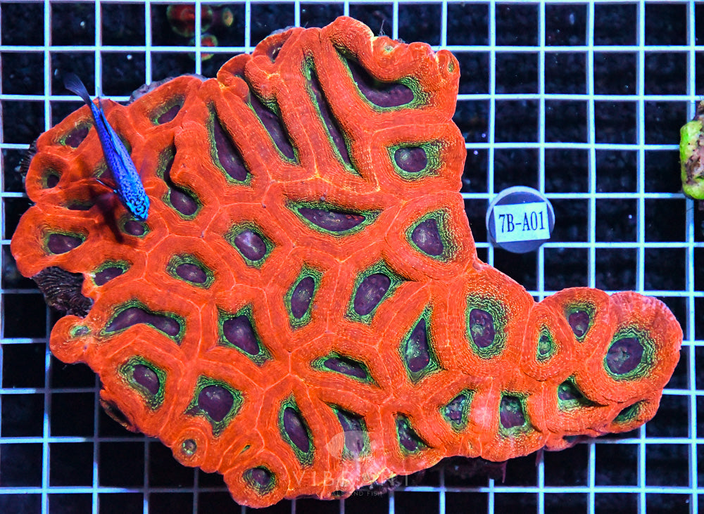 Acan Bower Ultra AUS