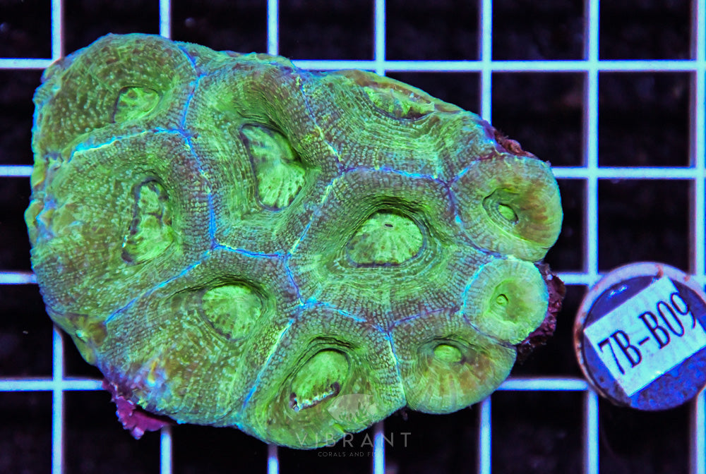 Acan Bower Ultra AUS