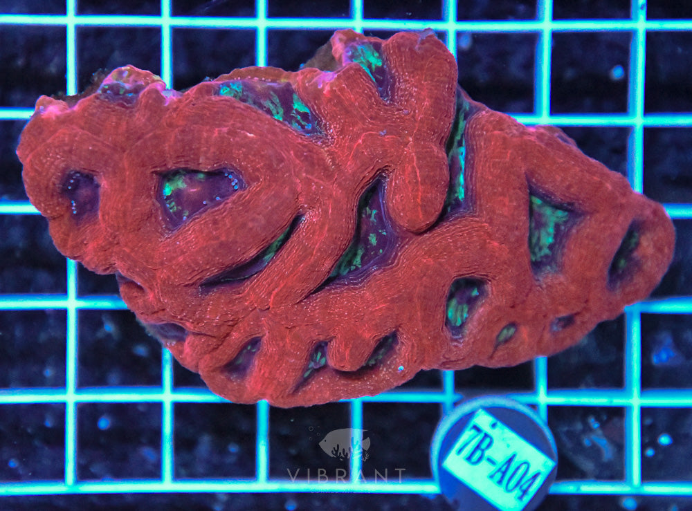 Acan Bower Ultra AUS