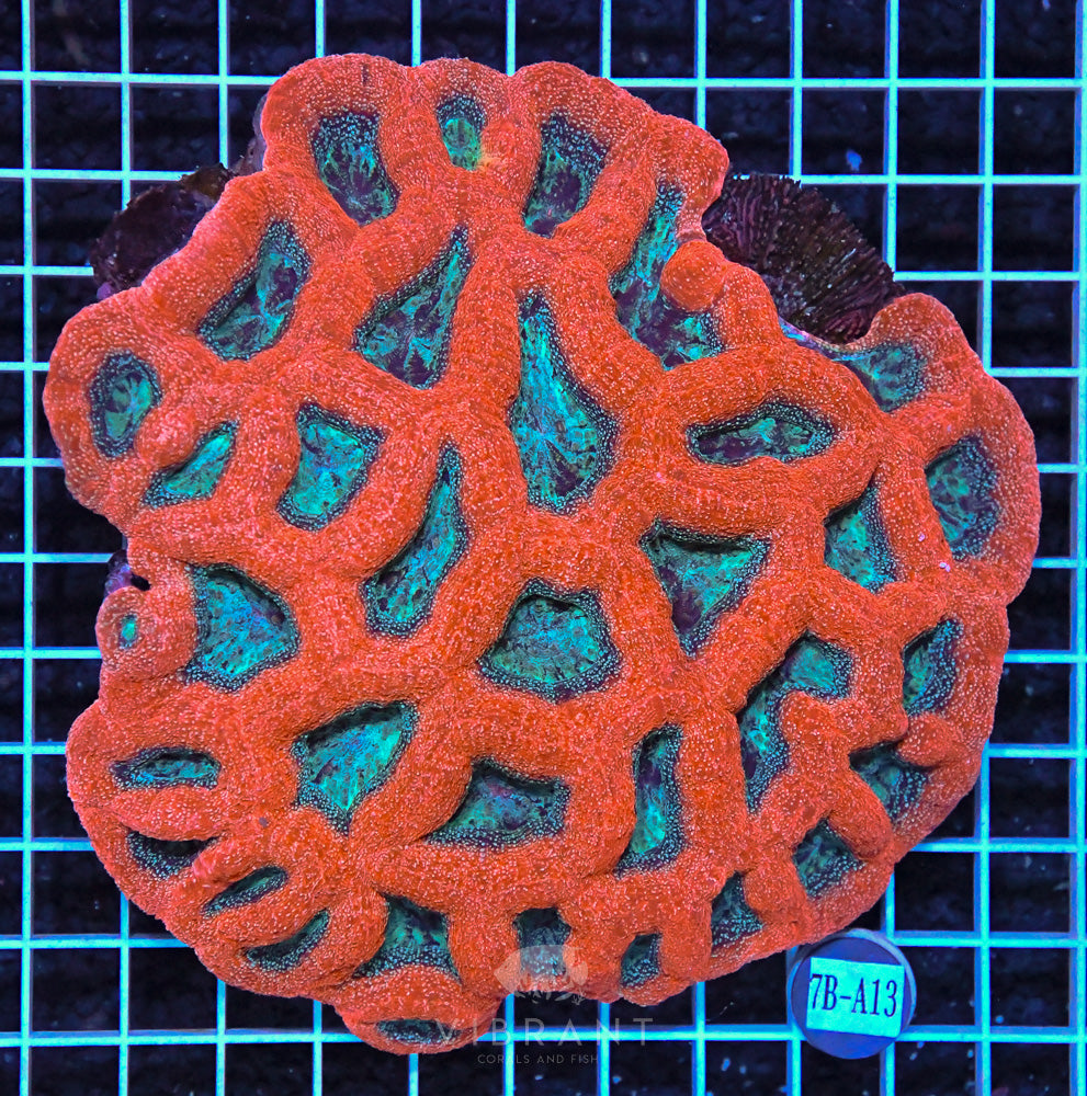 Acan Bower Ultra AUS