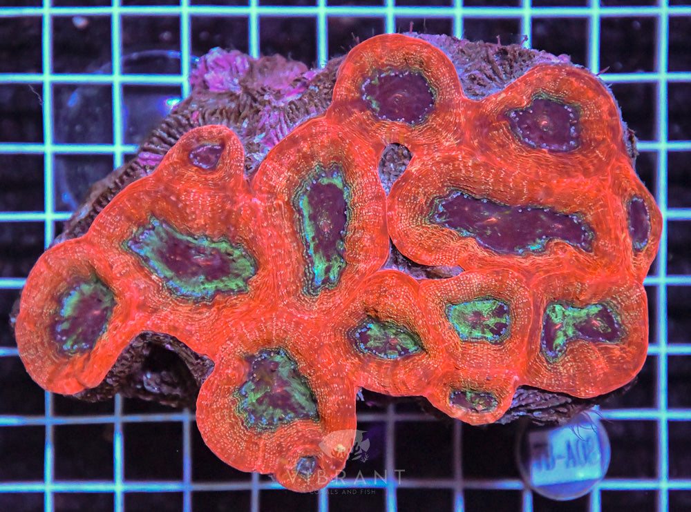 Acan Bower Ultra AUS