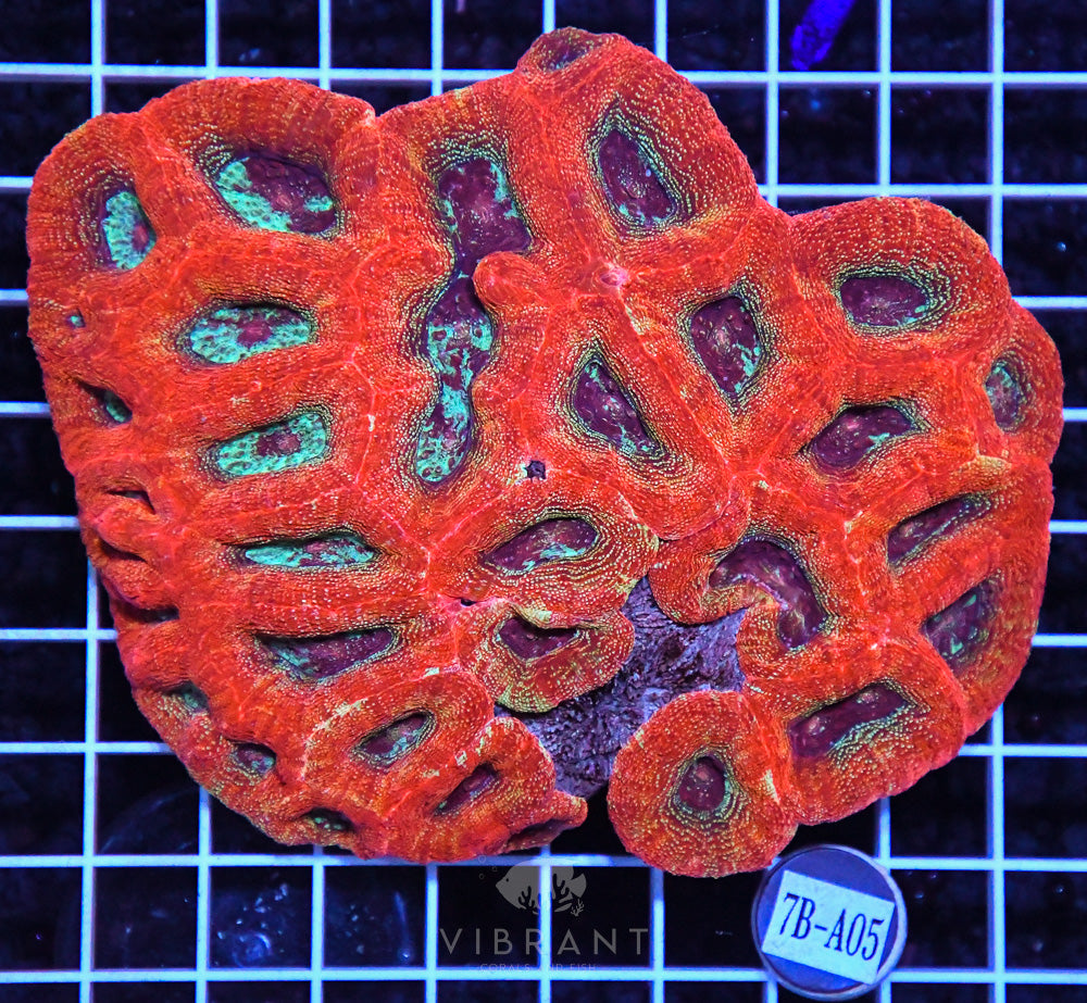 Acan Bower Ultra AUS