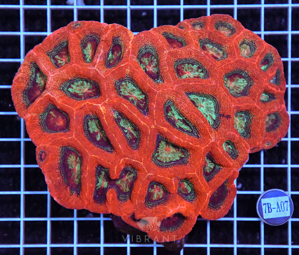 Acan Bower Ultra AUS