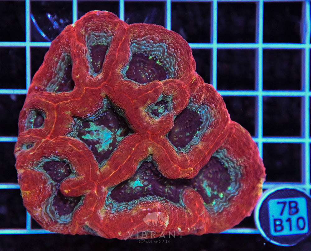 Acan Bower Ultra AUS