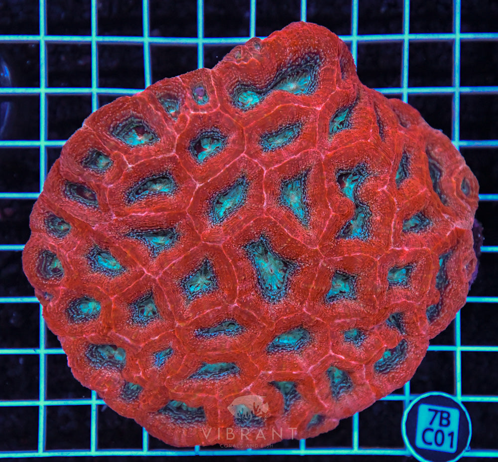 Acan Bower Ultra AUS