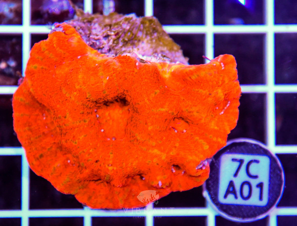 Acan Bower AUS