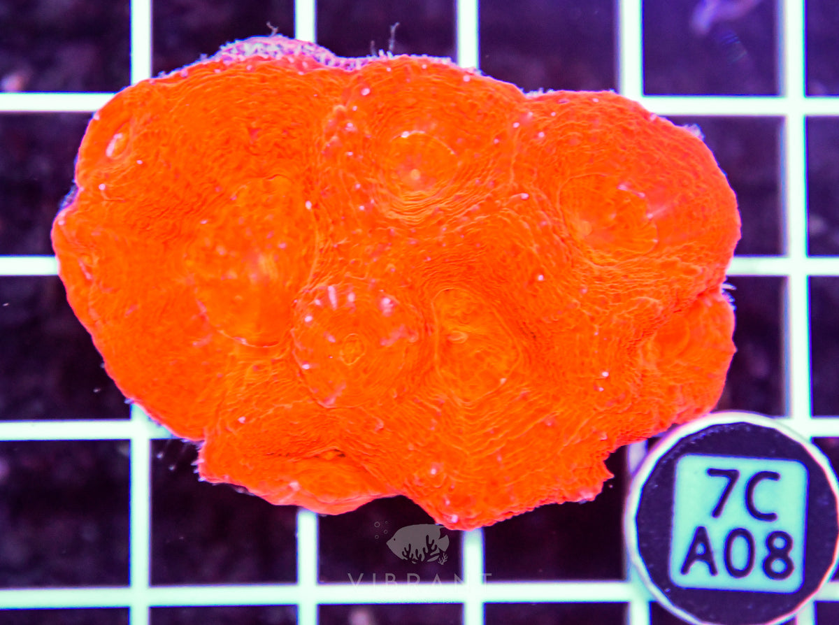 Acan Bower AUS