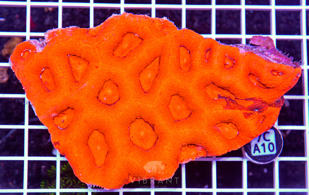 Acan Bower AUS