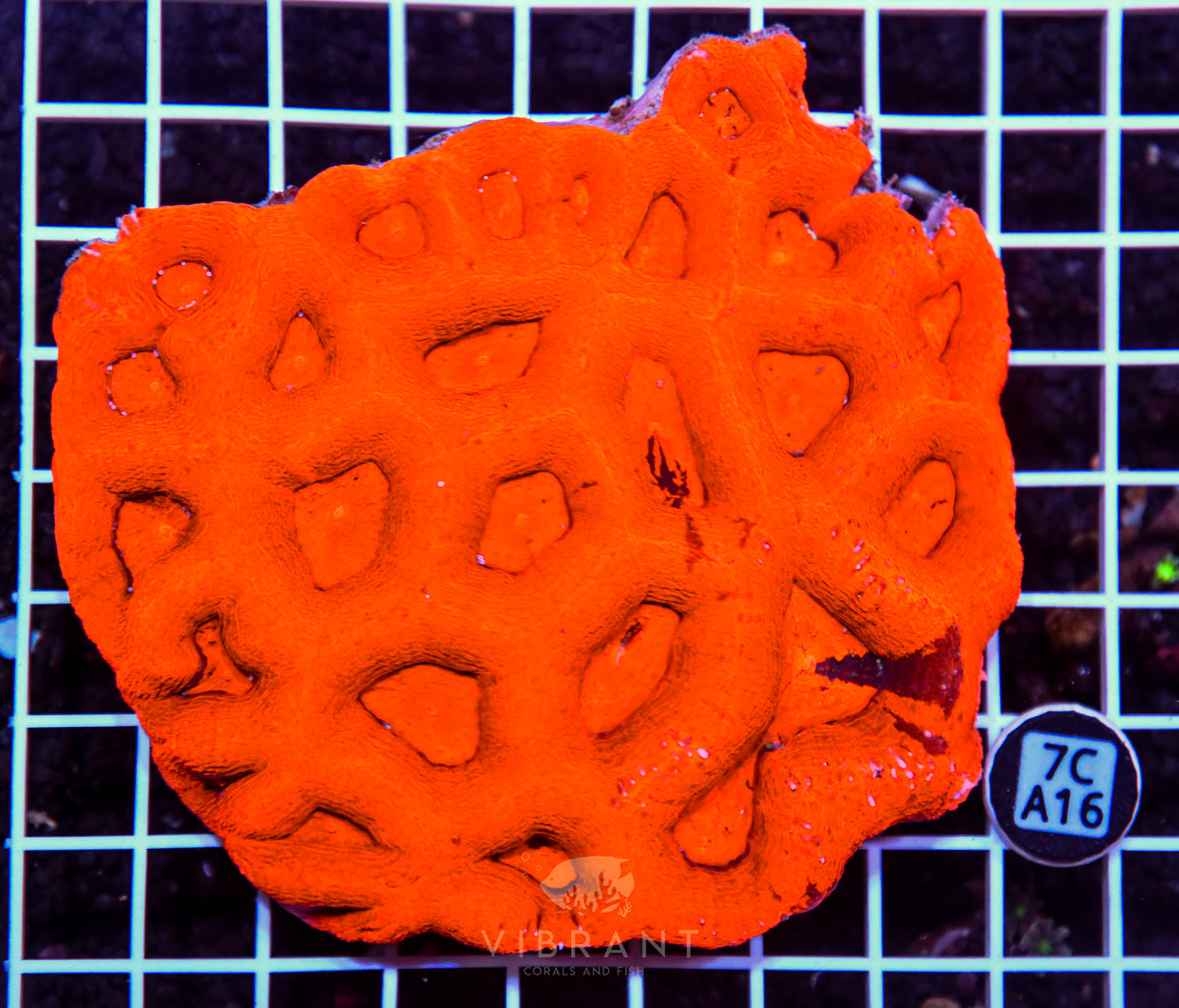 Acan Bower AUS