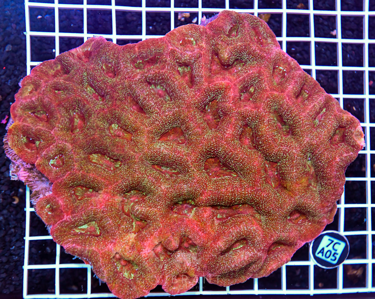 Acan Bower AUS
