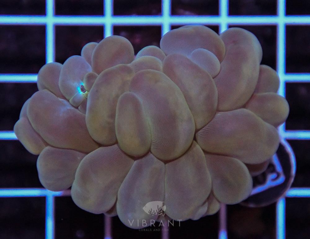 Bubble Coral SOL