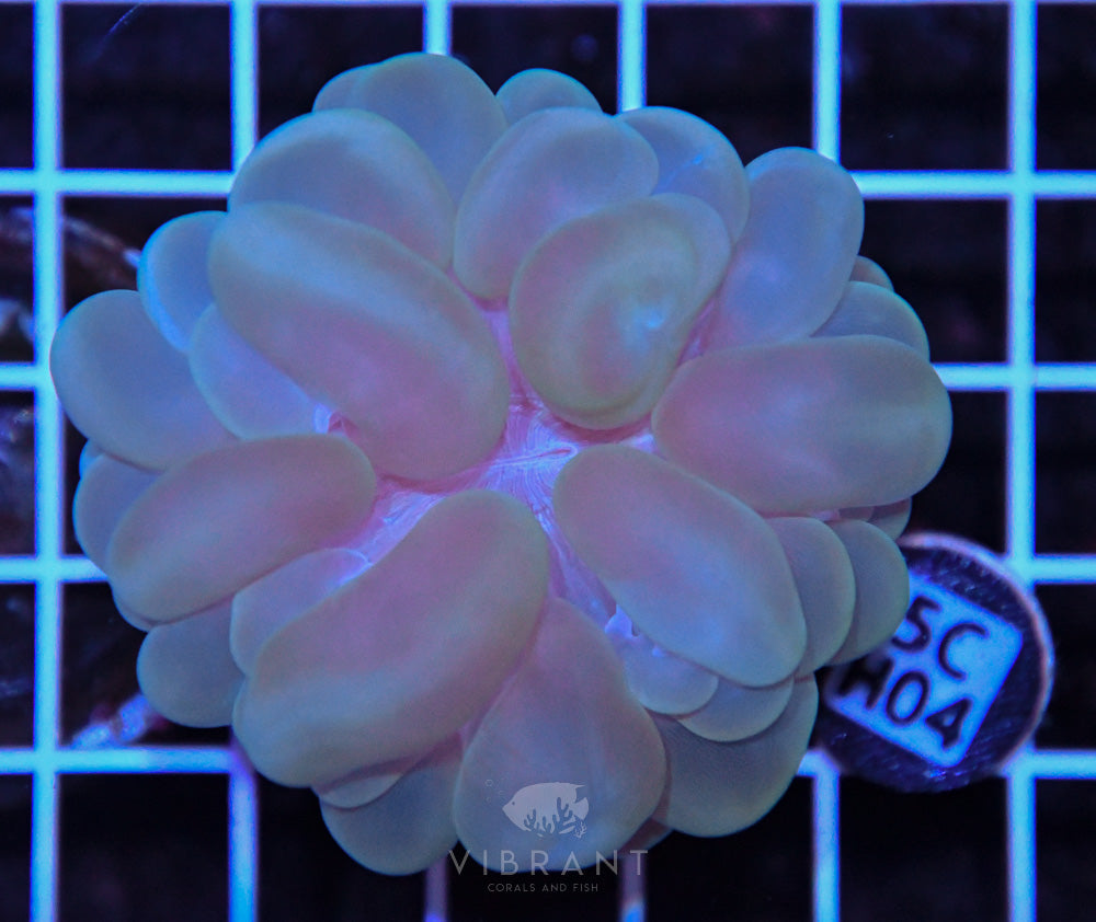 Bubble Coral SOL