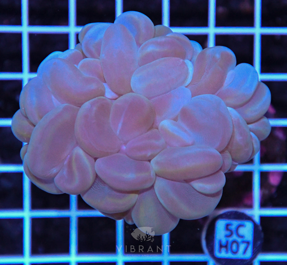 Bubble Coral SOL