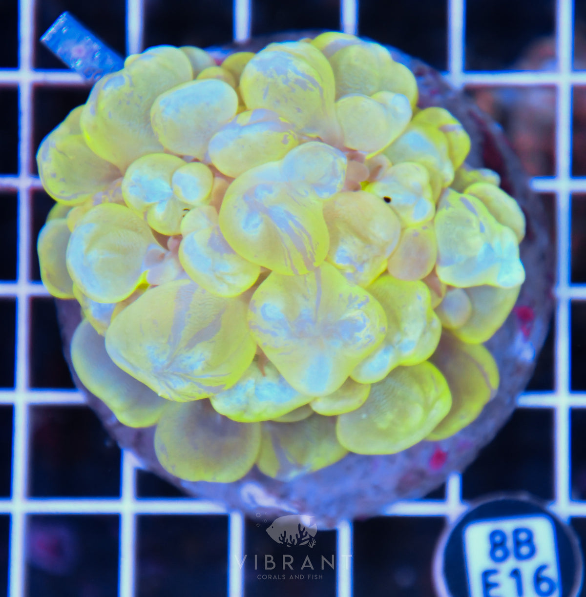 Bubble Coral INDO