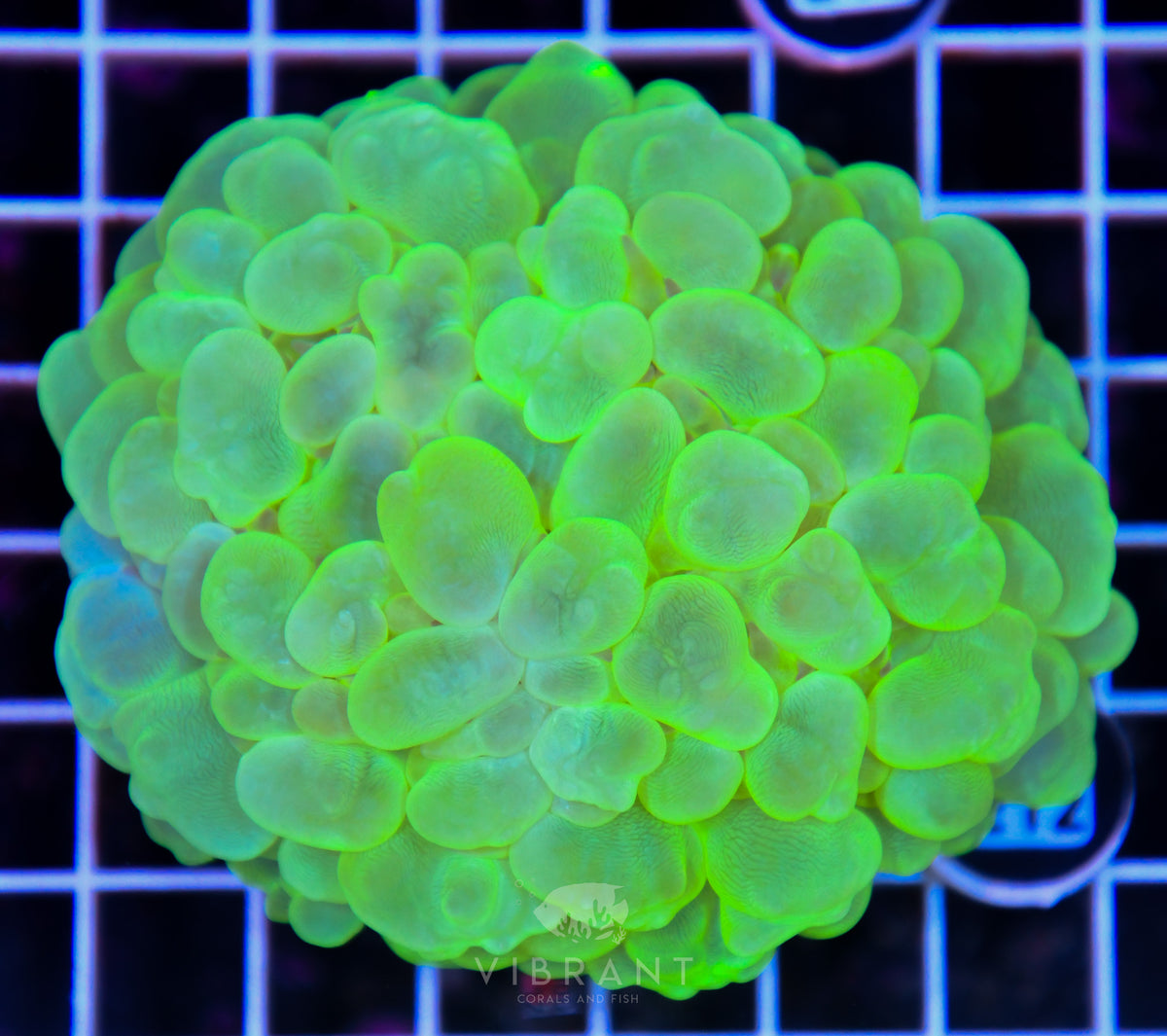 Bubble Coral INDO