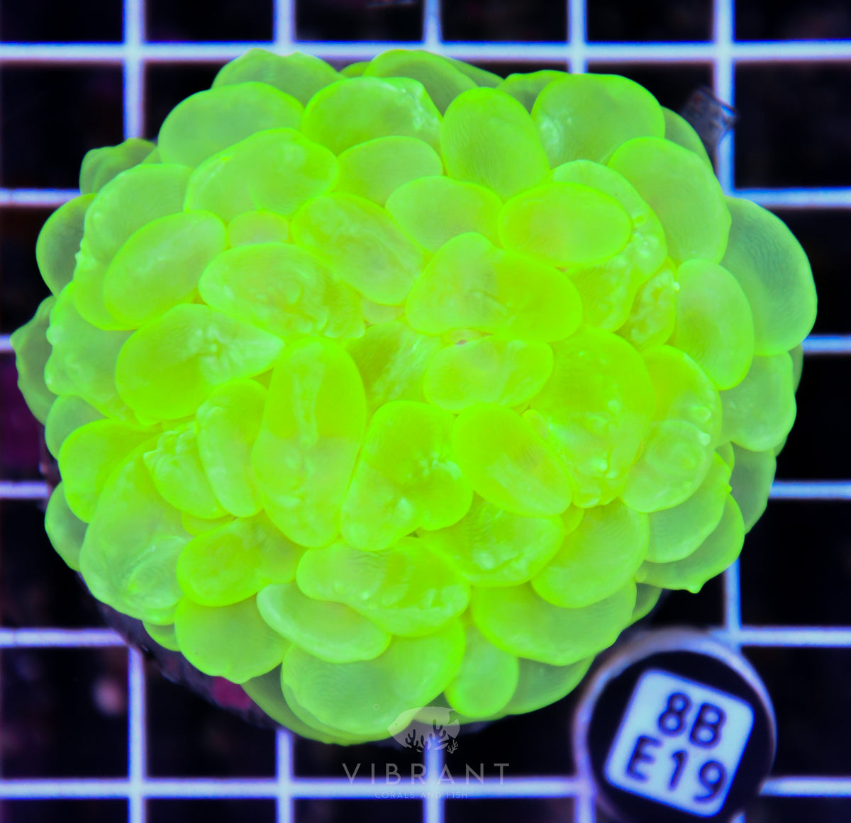 Bubble Coral INDO