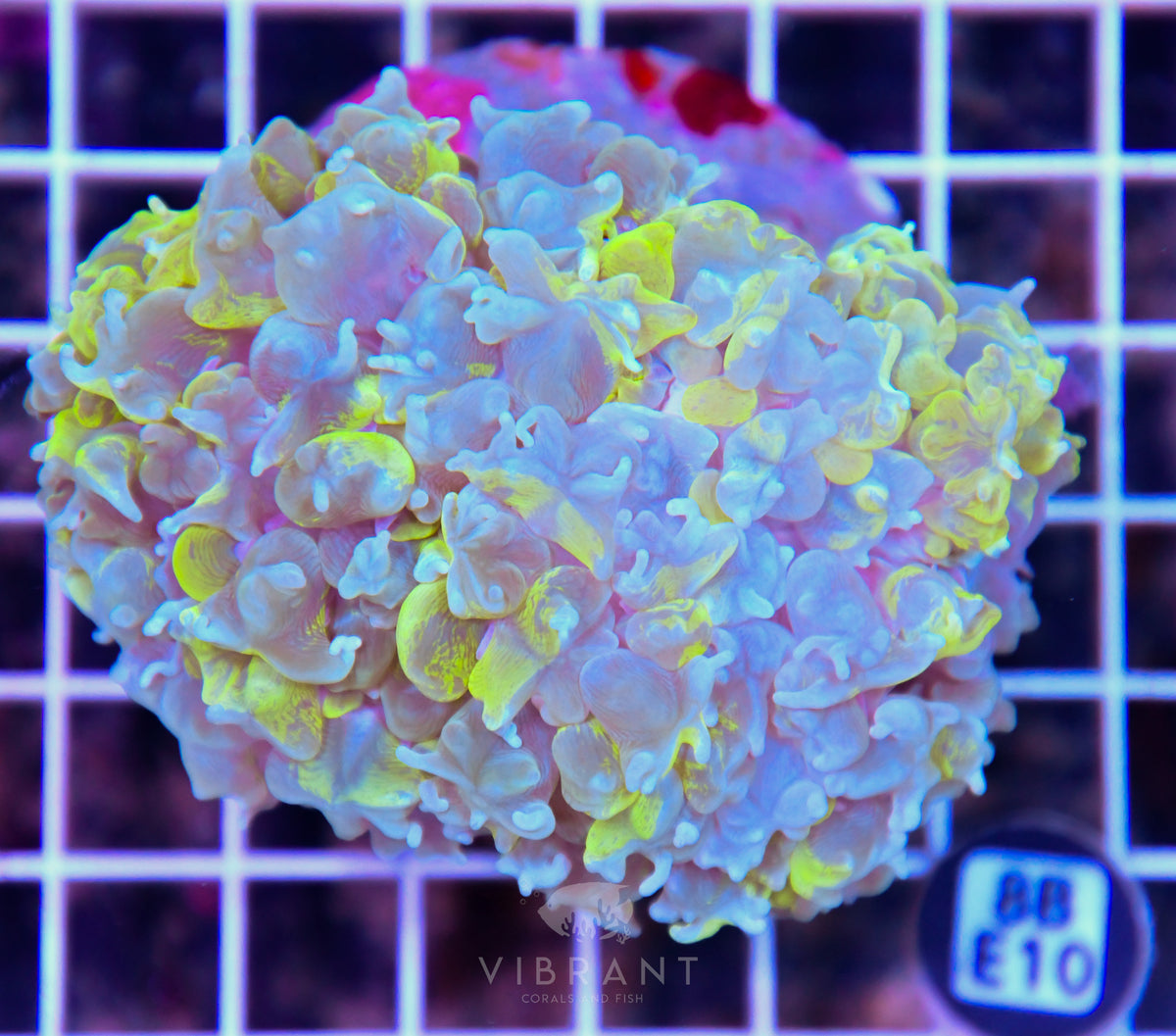 Bubble Coral INDO