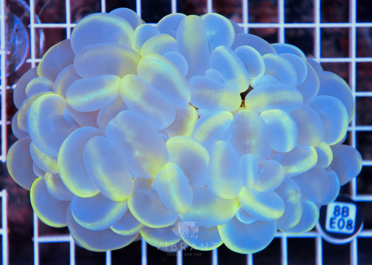 Bubble Coral INDO