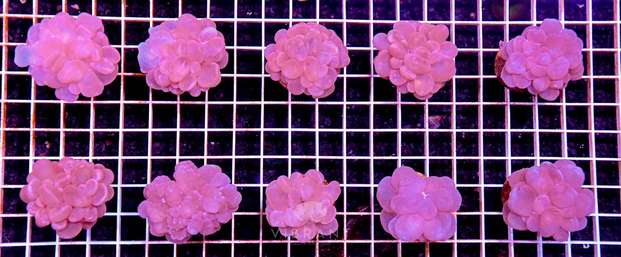 Frag AQ Bubble Coral 10 Pack AUS SAMPLE
