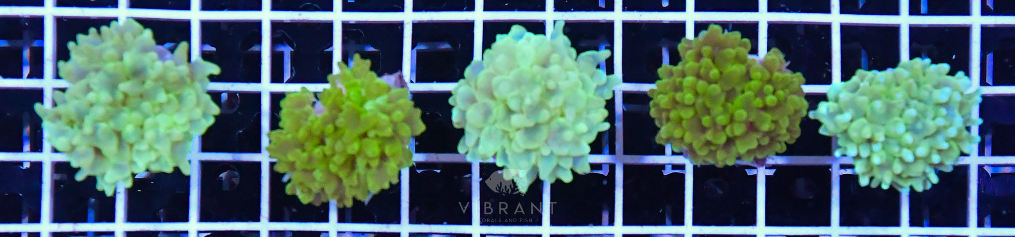 Bubble Coral Tiny Pack 5pc Pack sample