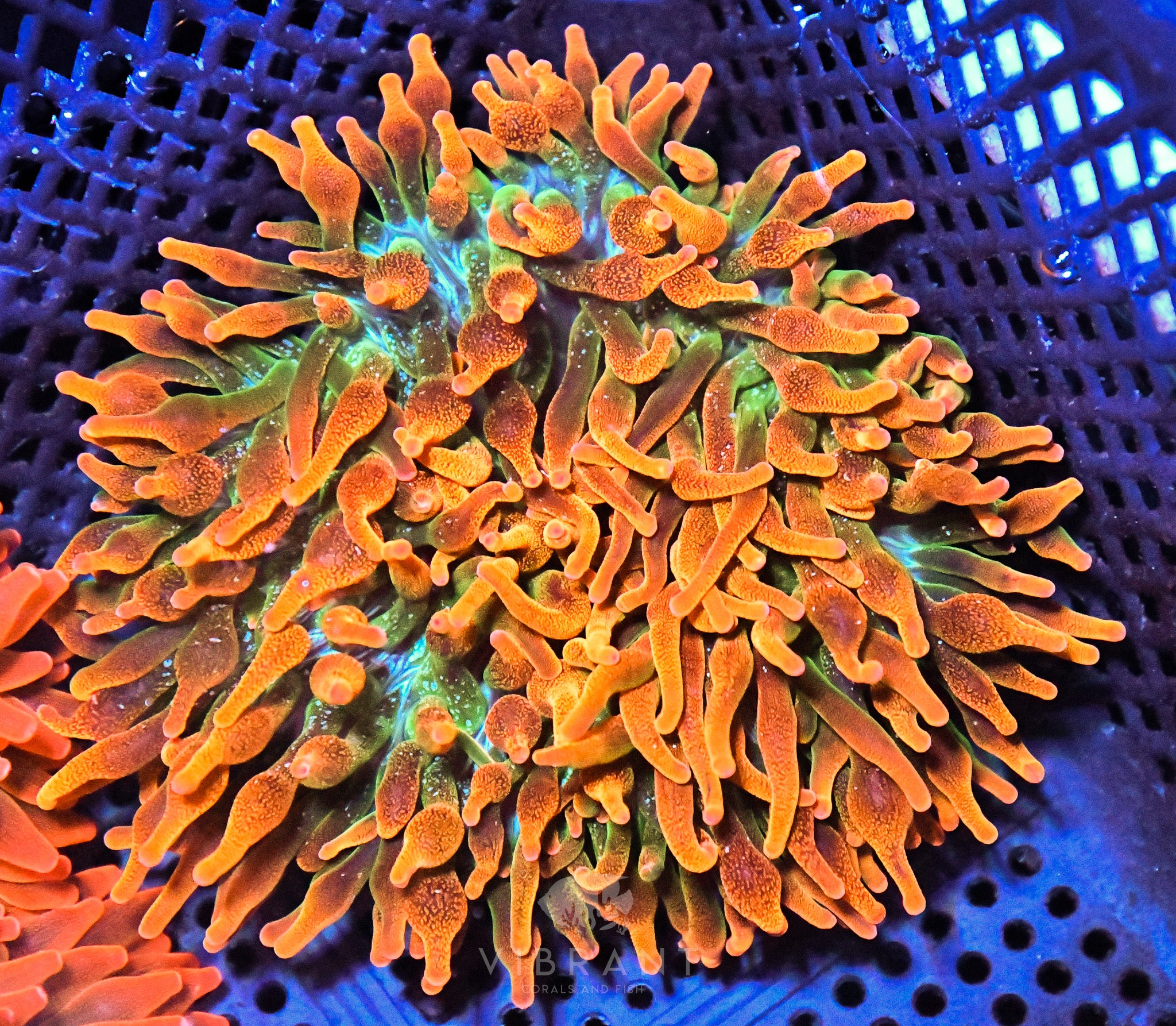 Bubble Tip Anemone Ultra