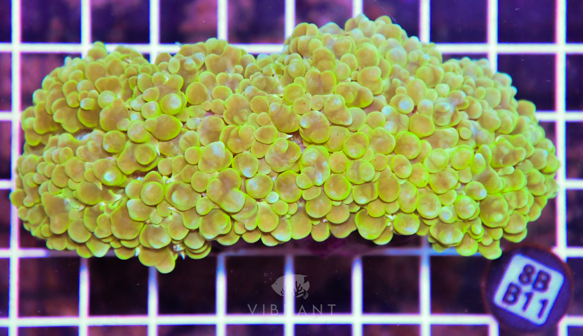 Bubble Coral INDO