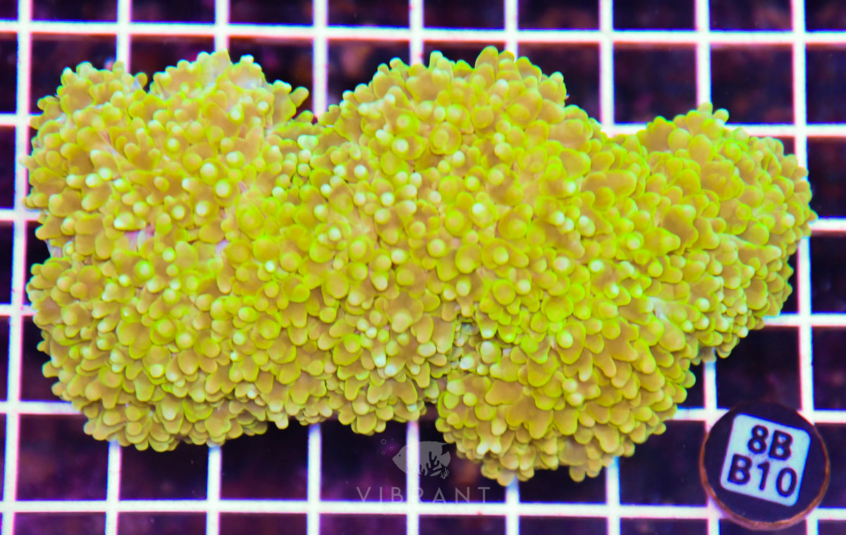Bubble Coral INDO