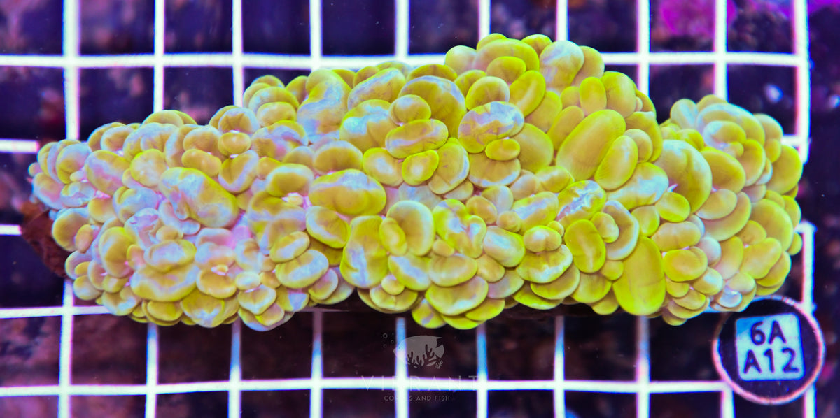 Bubble Coral INDO