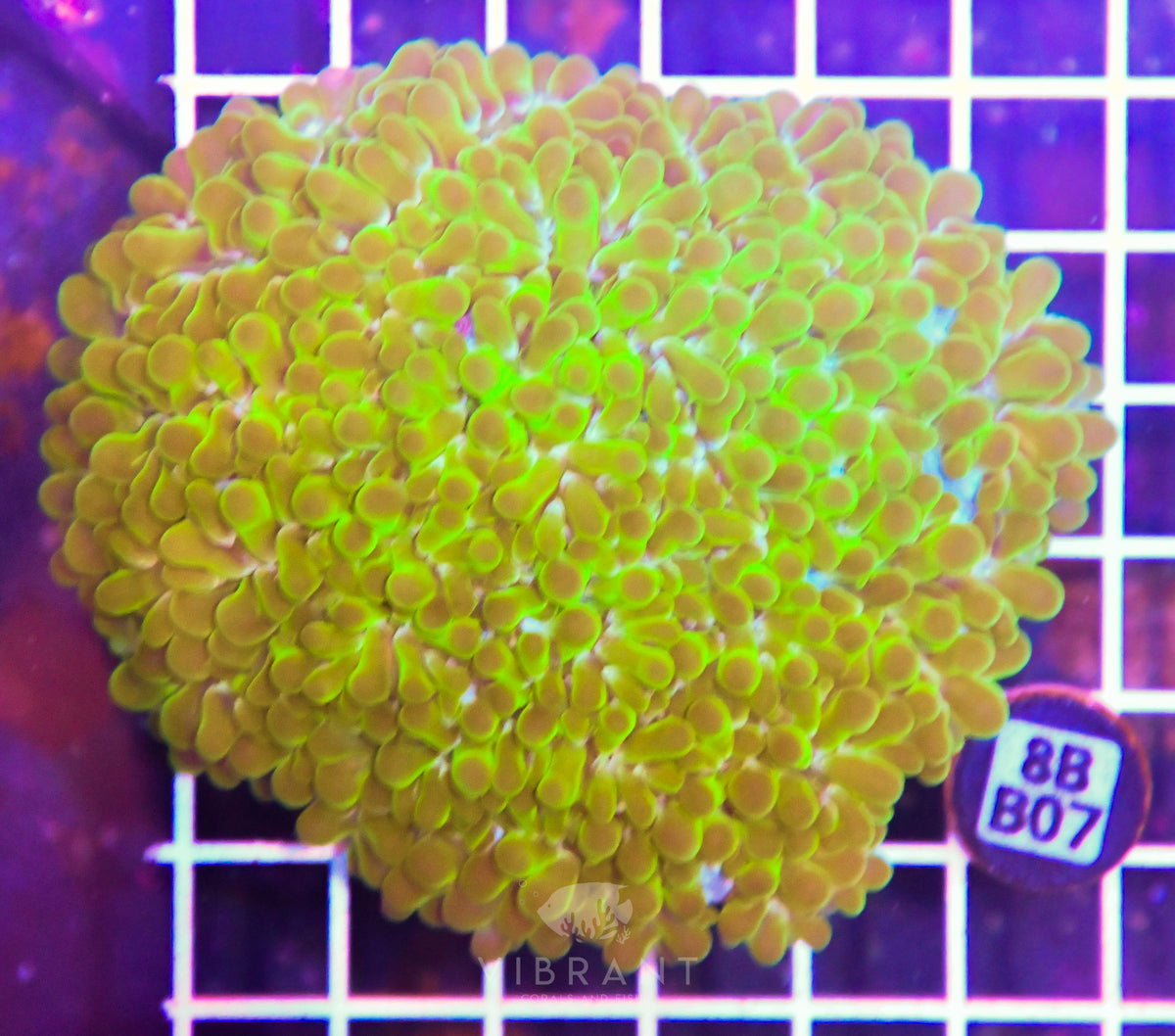 Bubble Coral INDO