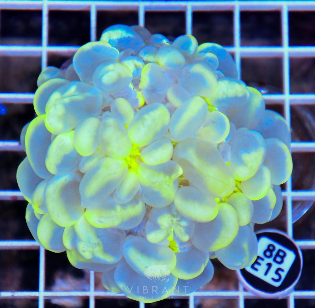 Bubble Coral INDO
