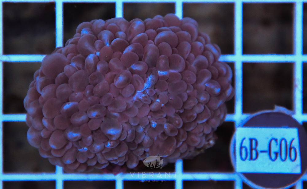 Bubble Coral AUS